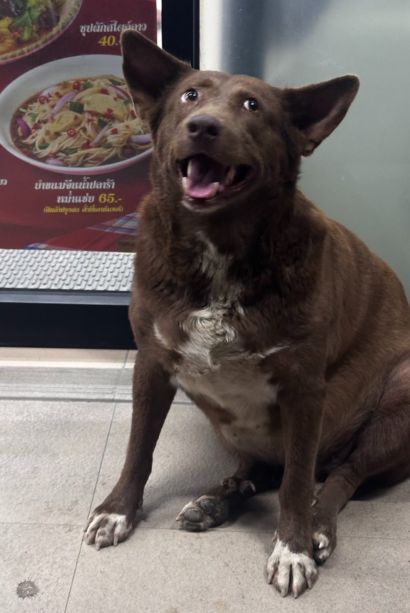 PPforreal's tweet photo. มีใครทำวิจัยยัง ทำไมหมาหน้าเซเว่น 
มันอ้วนทุกตัวเลยอ่ะ 🐶 https://t.co/99dMwHHDUq