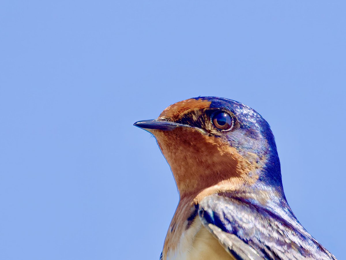 Napnyc1Napnyc's tweet photo. Up and very close with a Barn Swallow on a break
Yesterday in Maine https://t.co/g6Z3ovaurZ