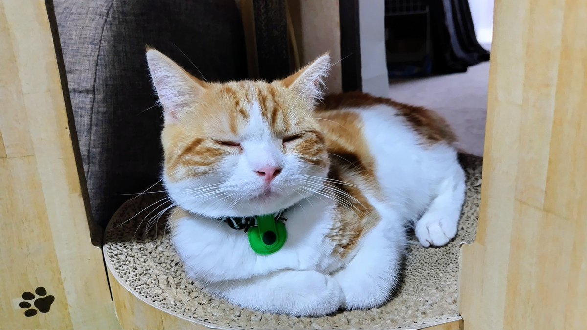 kamu0627's tweet photo. つくねくん
お迎えから1週間
やんちゃです(￣∇￣;)
#マンチカン #猫好き #猫のいる幸せ https://t.co/2ia0F02t2H