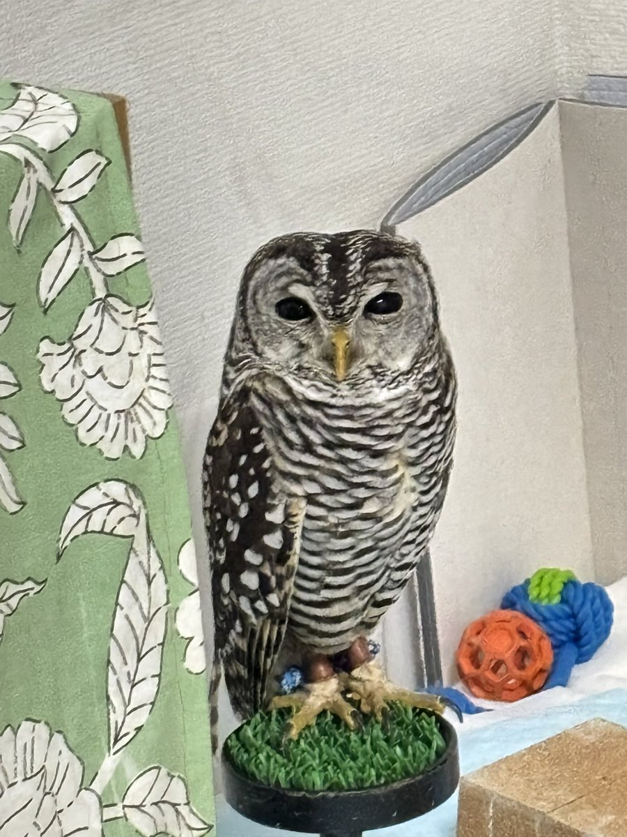 mk_7__'s tweet photo. 留守番長かったからいじけてるかなーと思ったら、全然だった。
よく寝たねぇ。夜は運動会になりそうですねぇ。 https://t.co/07ts4qmwBH