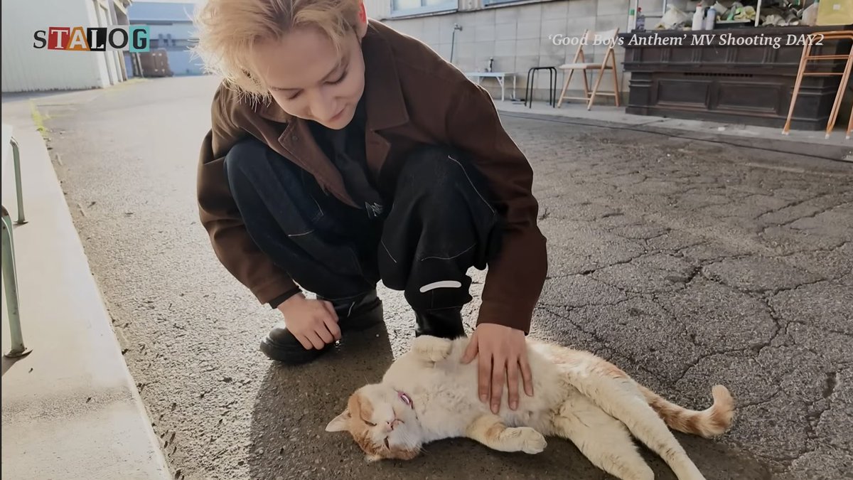mffy22's tweet photo. かわいい子が3人もいる🐈 https://t.co/mLvCms80tJ