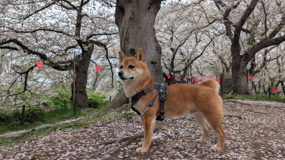 40Blender2's tweet photo. お家に来たばかりの僕(0歳)と今の僕(6歳)
困り顔の赤ちゃんが凛々しくなりましたね https://t.co/vdT92Z9y3w