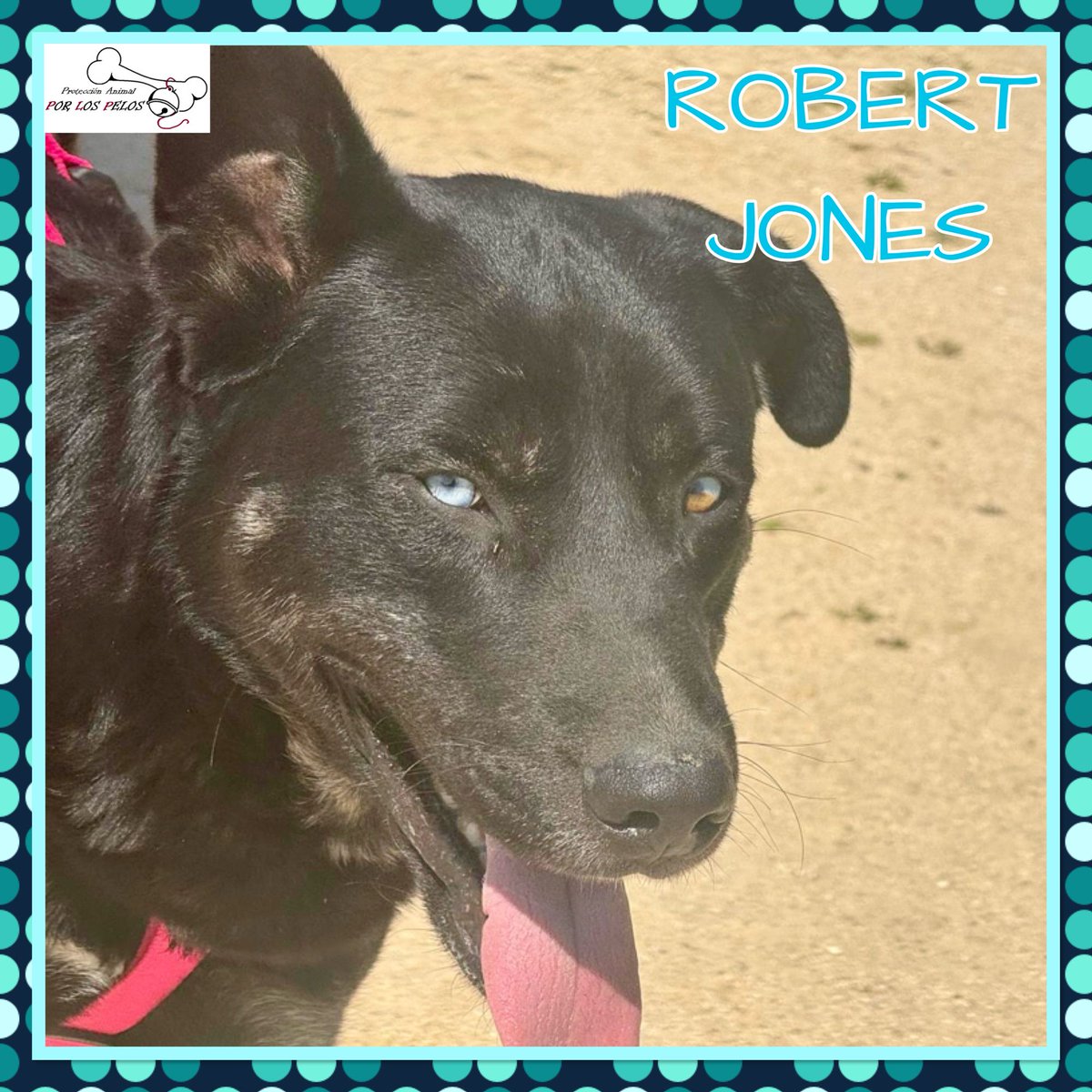 PerreraToledo's tweet photo. 🐶ROBERT JONES🐶bellísimo #mestizo cachorrón de 1 añito busca #acogida #adopcion Es muy simpático y siempre está feliz. Abandonado por un coche en marcha junto a sus compis Kimba y Ratón, está deseando tener una nueva oportunidad. Muy noble y sociable. 👉 https://t.co/B02QMcxhwb https://t.co/KnZT3SYAPO