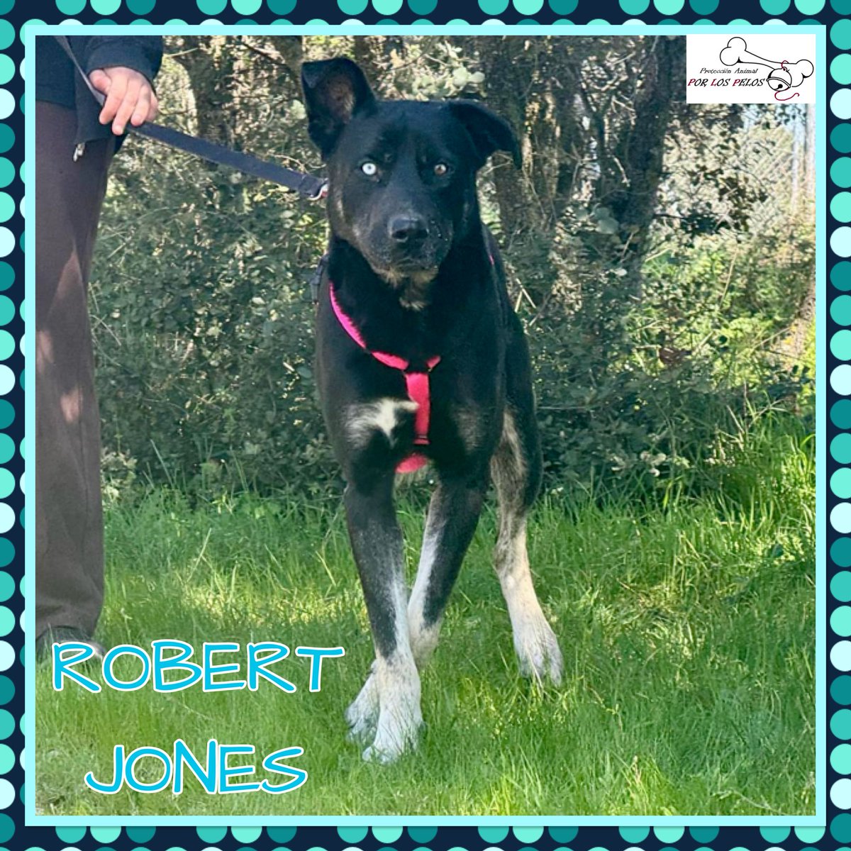 PerreraToledo's tweet photo. 🐶ROBERT JONES🐶bellísimo #mestizo cachorrón de 1 añito busca #acogida #adopcion Es muy simpático y siempre está feliz. Abandonado por un coche en marcha junto a sus compis Kimba y Ratón, está deseando tener una nueva oportunidad. Muy noble y sociable. 👉 https://t.co/B02QMcxhwb https://t.co/KnZT3SYAPO