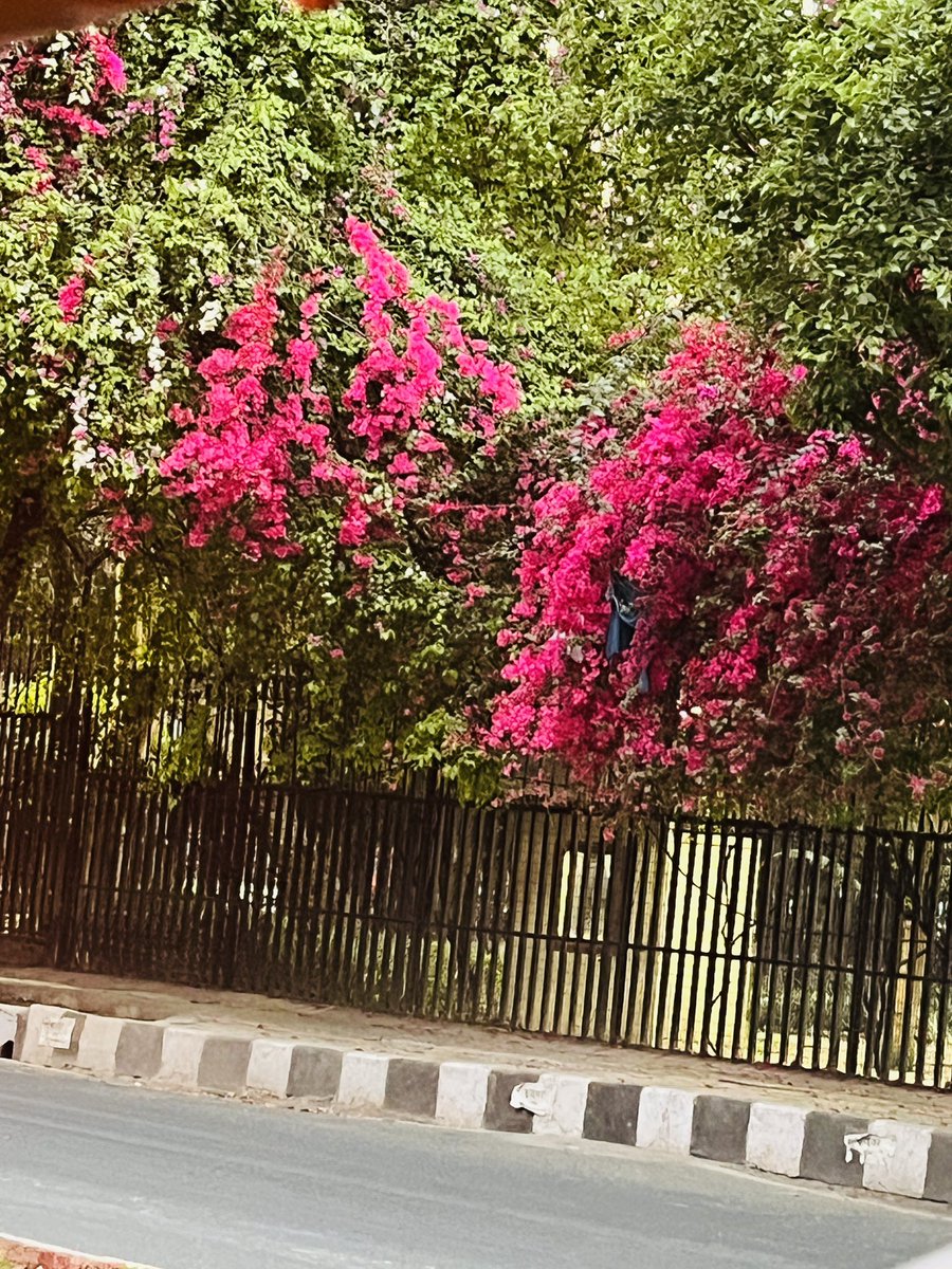 ChasingSukoon's tweet photo. Spring wrote this moment in pink ๐ธ๐ธQP or Share yours
#springflowers #bloomseason https://t.co/tVh95c8lEb