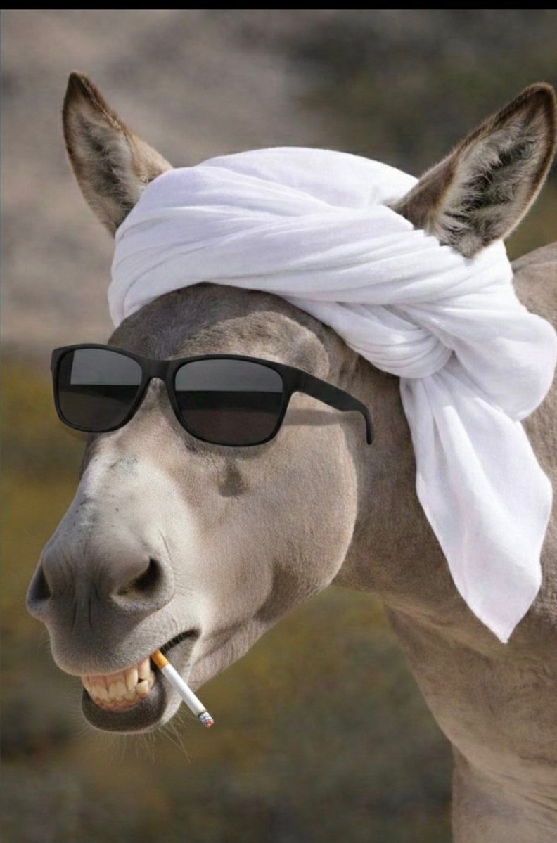 fa77fa55's tweet photo. @A_S_Almenhali10 يوم كانوا يقصفون مكه كان الحماراتي يهرب السلاح لشيعة الشوارع الطيران المسير وغيره واليوم يوم انقلب السحر على الساحر صار عدو 😂 

تعلموا سياسه من السعوديه مازلتم حكومة سوشيال ميديا مراهقه .

شمبقبق وابوووويه🎶   🤪 https://t.co/ShW0qfdoEb
