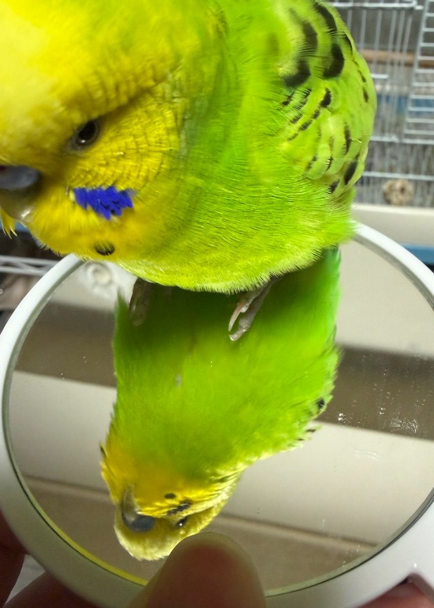 dyn0oooo's tweet photo. ビジュを確認しています😀🤚
ふわふわことりさん🎀
 #セキセイインコ https://t.co/JbYXVSnAyX