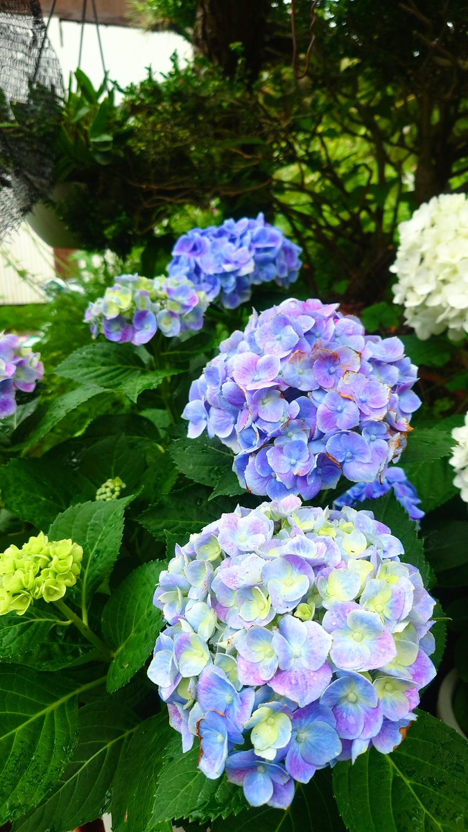 TJ6cv's tweet photo. 紫陽花めちゃくちゃいい感じ https://t.co/LjmiOCzFZw