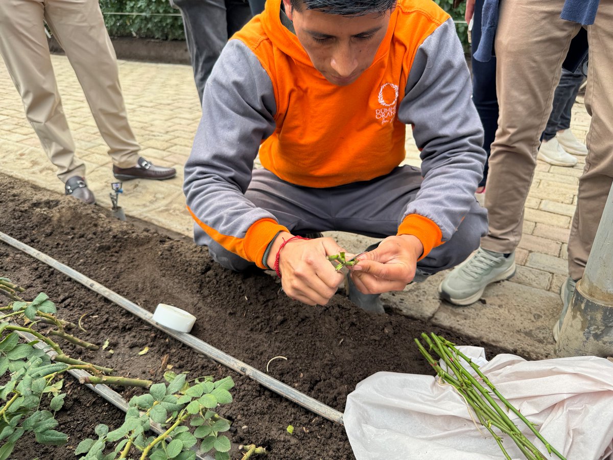 ExpofloresEc's tweet photo. Junto a la Misión de la @EUenEcuador, autoridades nacionales y obtentores de variedades vegetales, visitamos a nuestros socios Fiorentina Flowers y Dümmen Orange para conocer de cerca el proceso y retos que existen en el desarrollo de nuevas variedades y la producción de flores. https://t.co/cbPCWqIk5B