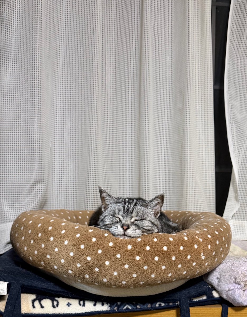 meicorz's tweet photo. ωを猫ベッドの淵に乗せてずっと寝てる https://t.co/4V0gLLnYD2