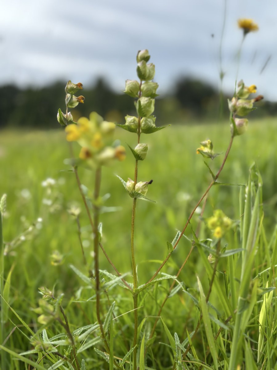 docmagu1's tweet photo. @ZwartblesIE @pippa_hackett We’ve left areas once mowing for lawns grow wild .. amazing results lots of yellow rattle and ragged robin too https://t.co/LFKiAKoRSR