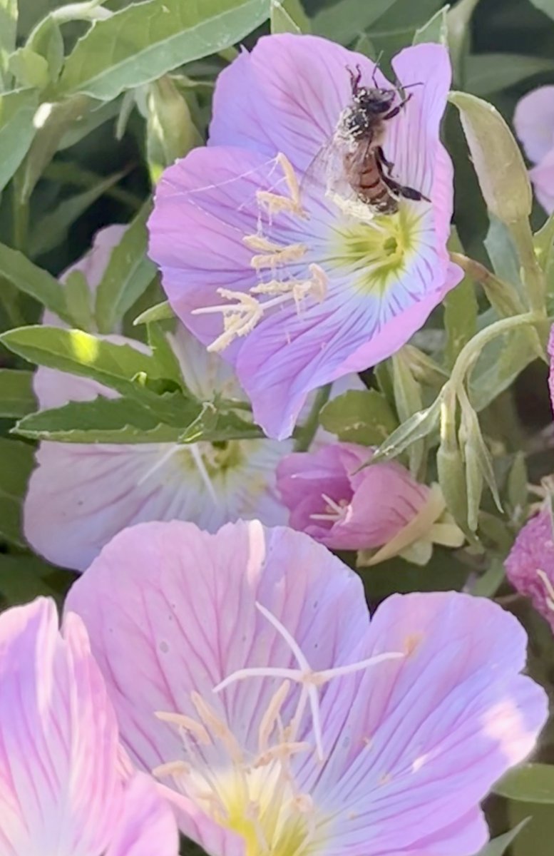 Hopeleslie1234's tweet photo. “I want to think again of dangerous and noble things. I want to be light and frolicsome. I want to be improbable and beautiful and afraid of nothing as though I had wings.”
— Mary Oliver https://t.co/wUamFzO8ET