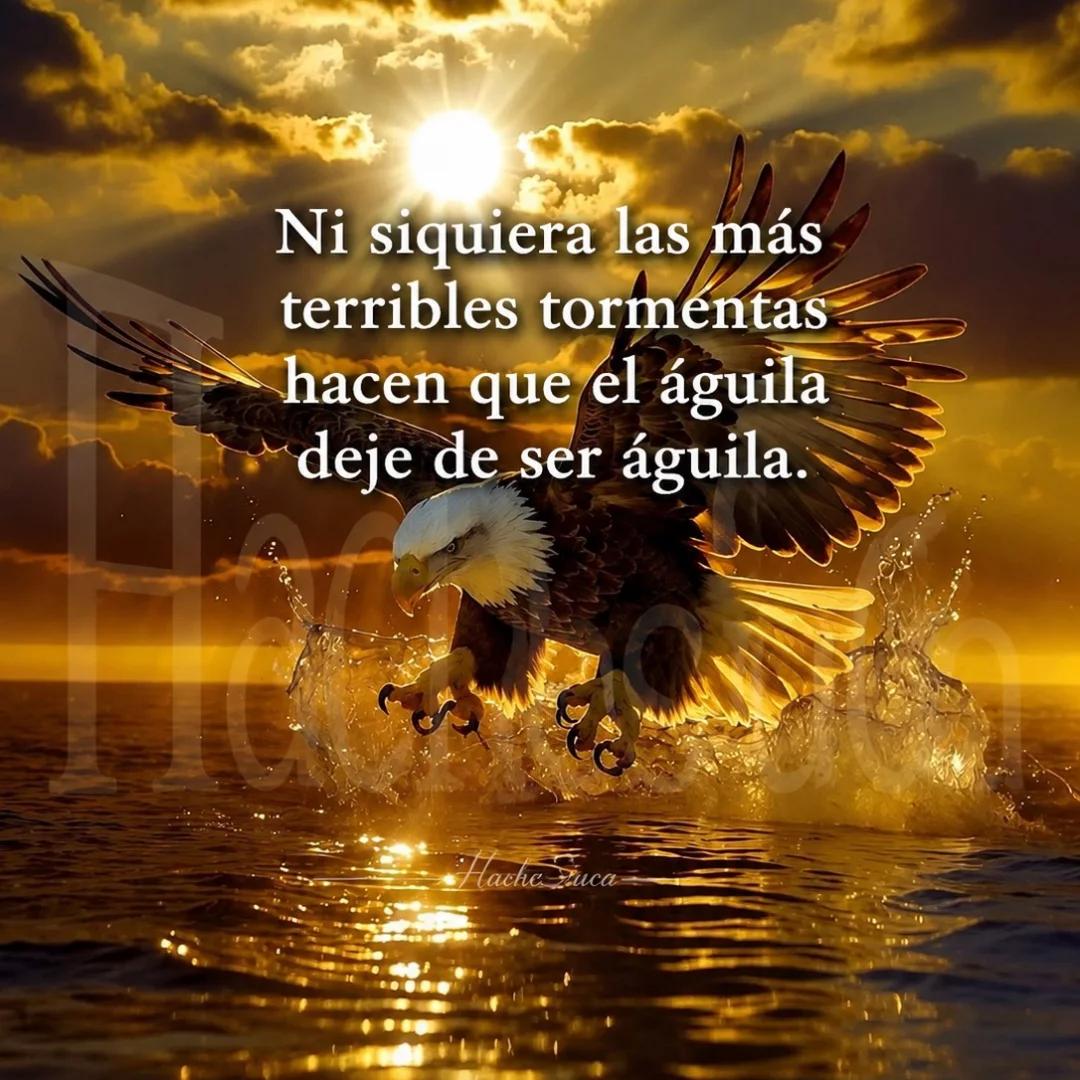 _sergiocabrera's tweet photo. Buenos días ✋
Animoooooo 👍 https://t.co/sFl0LyUdgu