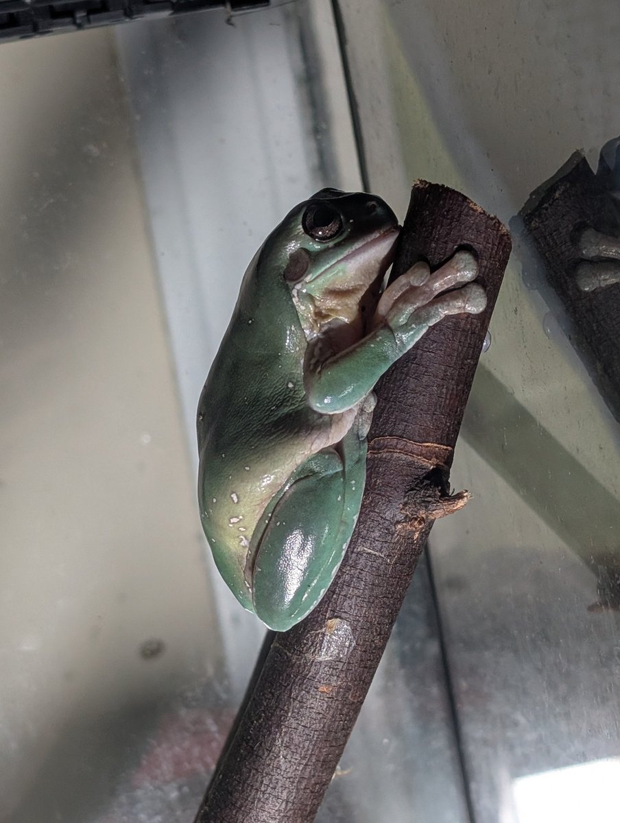 adreesfrogs's tweet photo. Just Dennis 🐸 https://t.co/DhlBgvDyCc