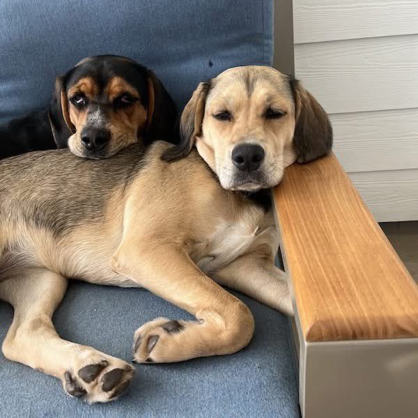 TriBeagles's tweet photo. Adoptable beagle of the day-Que! https://t.co/sfspASuI6N https://t.co/BNBq309aRV