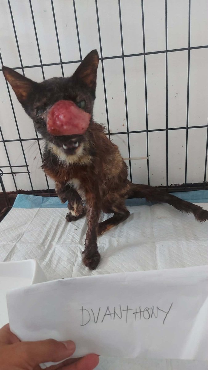 DVANTHONYY's tweet photo. thankyou so much guys! we already have $100. We  really need to raise $1000 within 4 hours to start Ciena’s surgery. 
If she can’t get the treatment she will die.
I can’t imagine my life without my baby.

So please help me artist,any amount helps. If u can’t donate, spread the word by retweeting😩

https://t.co/otpS6XiI2F