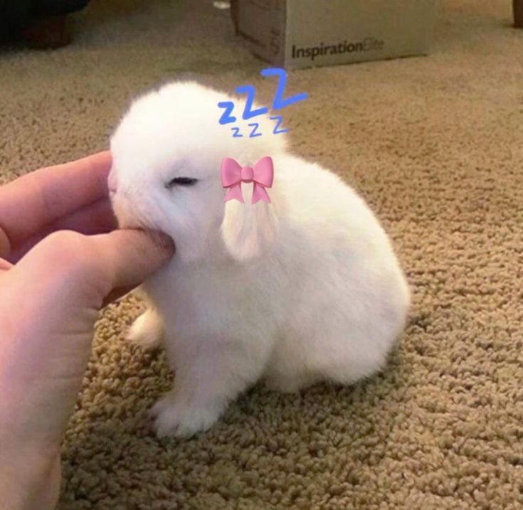 animalpopular9's tweet photo. Sleeping mood😴 https://t.co/XB6hbAMZgO