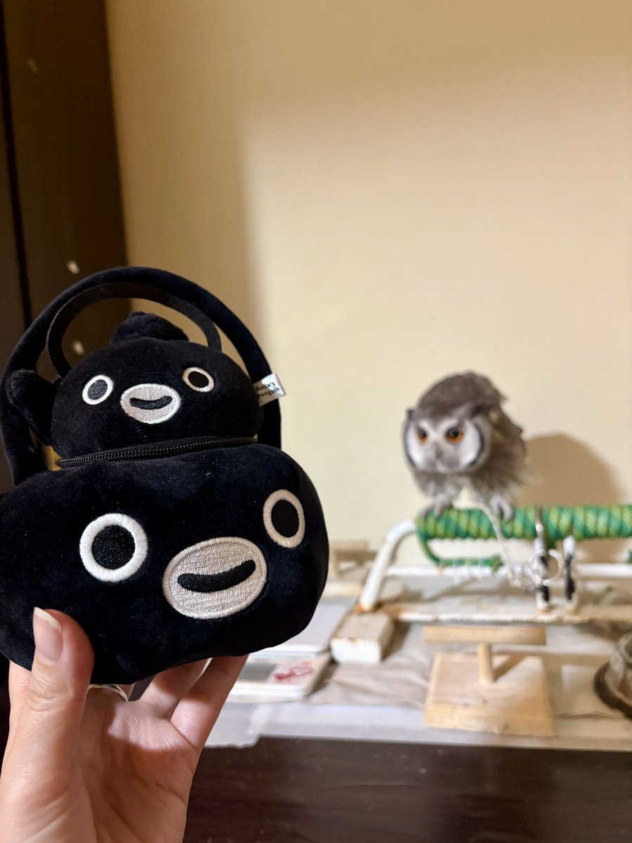 gumikonet's tweet photo. Suicaペンギン(南部鉄器)とわちゃん https://t.co/SBNIhH8zVv