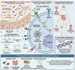 SAhmad124's tweet photo. Small but mighty: the human mycobiome as an immunopharmacological regulator of inflammation and autoimmunity

Ahmad et al. 2026.
International Immuno-pharmacology 

https://t.co/9Fx7zfVBbW https://t.co/wCyzthJmbo