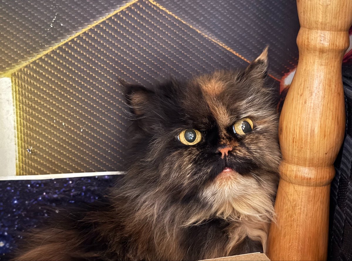 TinkerBell_just's tweet photo. Die zwei Schwestern sind gute 9 Jahre alt. Durch einen Umzug in eine Wohnung ohne Katzenhaltung sind sie vorläufig bei uns untergekommen.

Wir suchen demnächst ein Zuhause für sie (auch getrennt).

Mehr folgt

#nordstadtkatzen https://t.co/gMZXnrXmIT