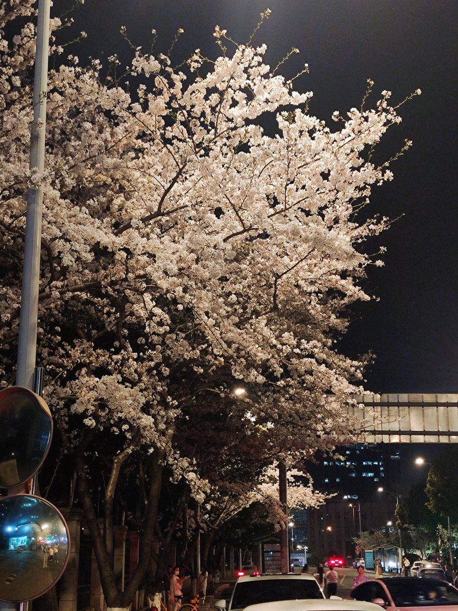 MargauxBrehin's tweet photo. Just wrapped a quick work trip to Tokyo : caught a smooth Shinkansen, ate the best ramen at a tiny street stall, and clocked some much-needed fresh air. Back home with a full stomach and a head full of new vibes! https://t.co/wKH0ke9i6W