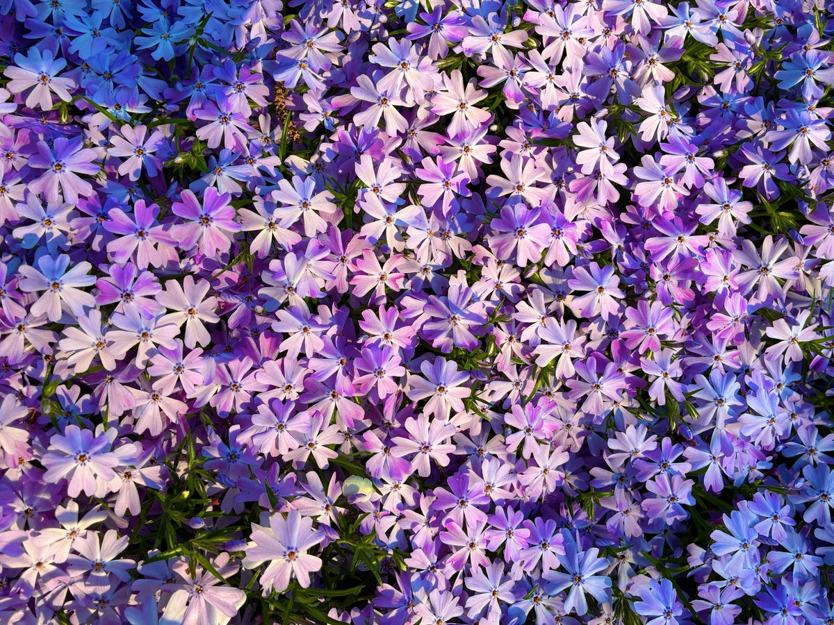 kevinfitz1's tweet photo. #FlowersOnFridays https://t.co/AJenICZ6tJ