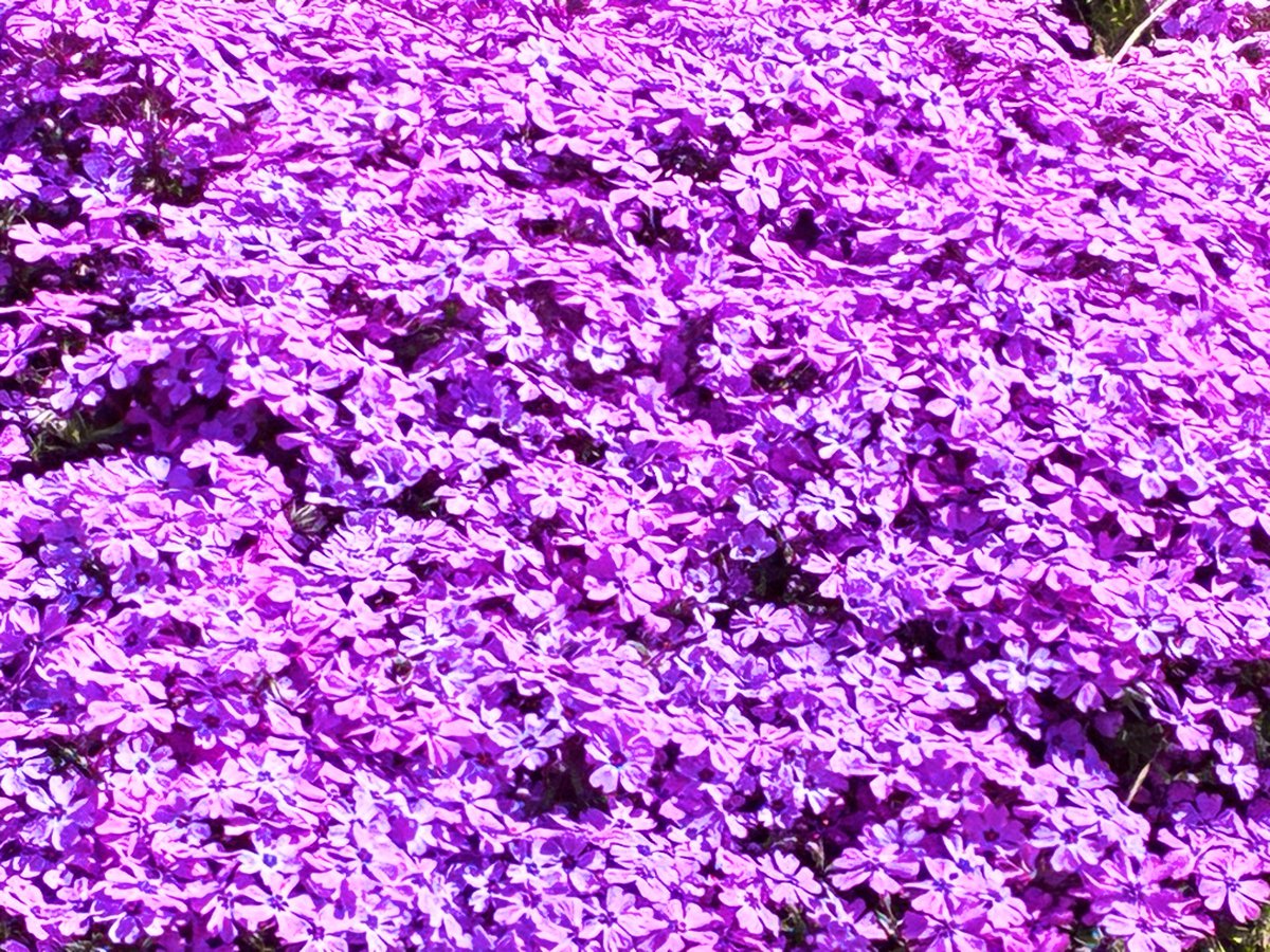 kevinfitz1's tweet photo. #FlowersOnFridays https://t.co/AJenICZ6tJ