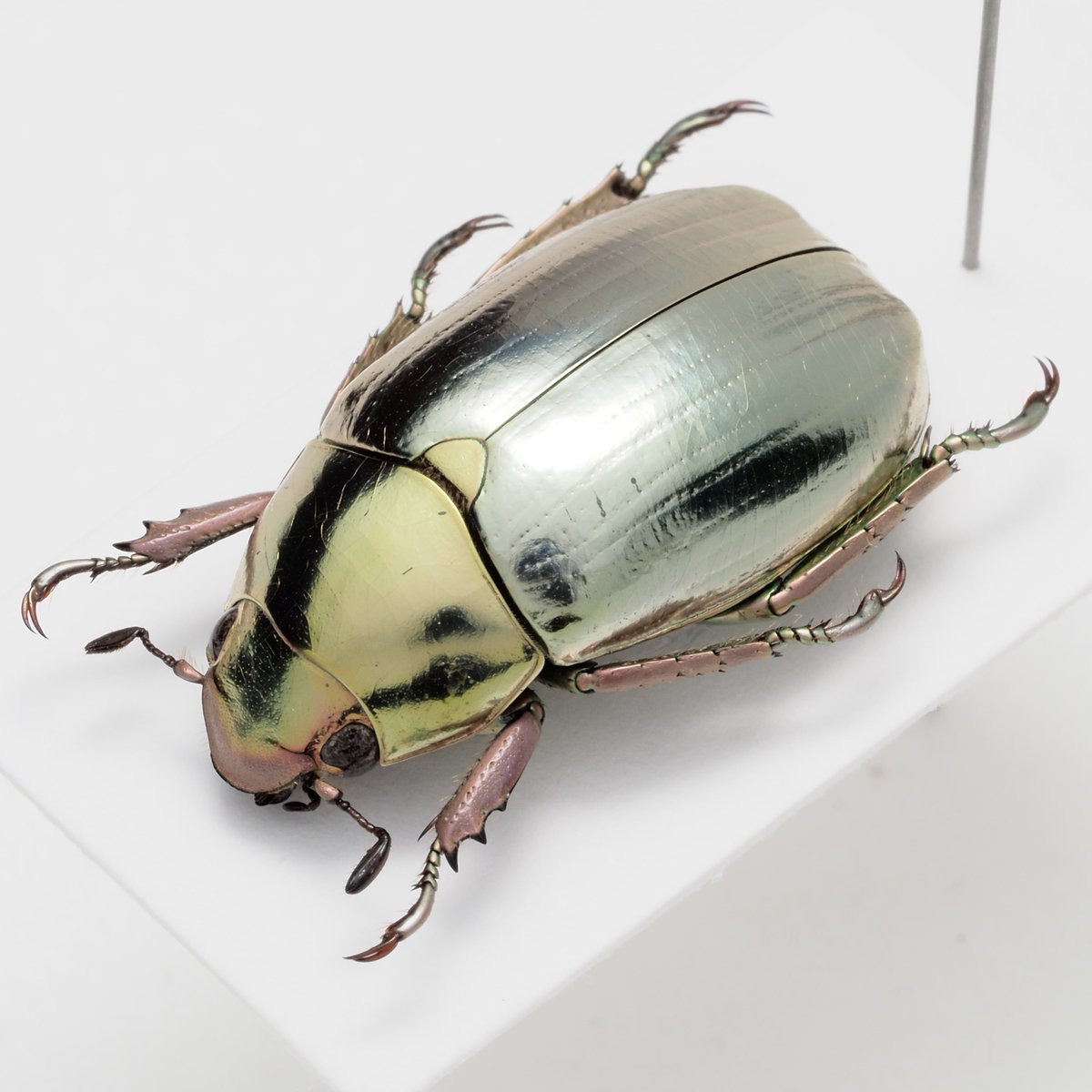 ホンジュラス産　プラチナコガネ Chrysina strasseni ホンジュラスのプラチナコガネ 頭部/前胸/小盾板が