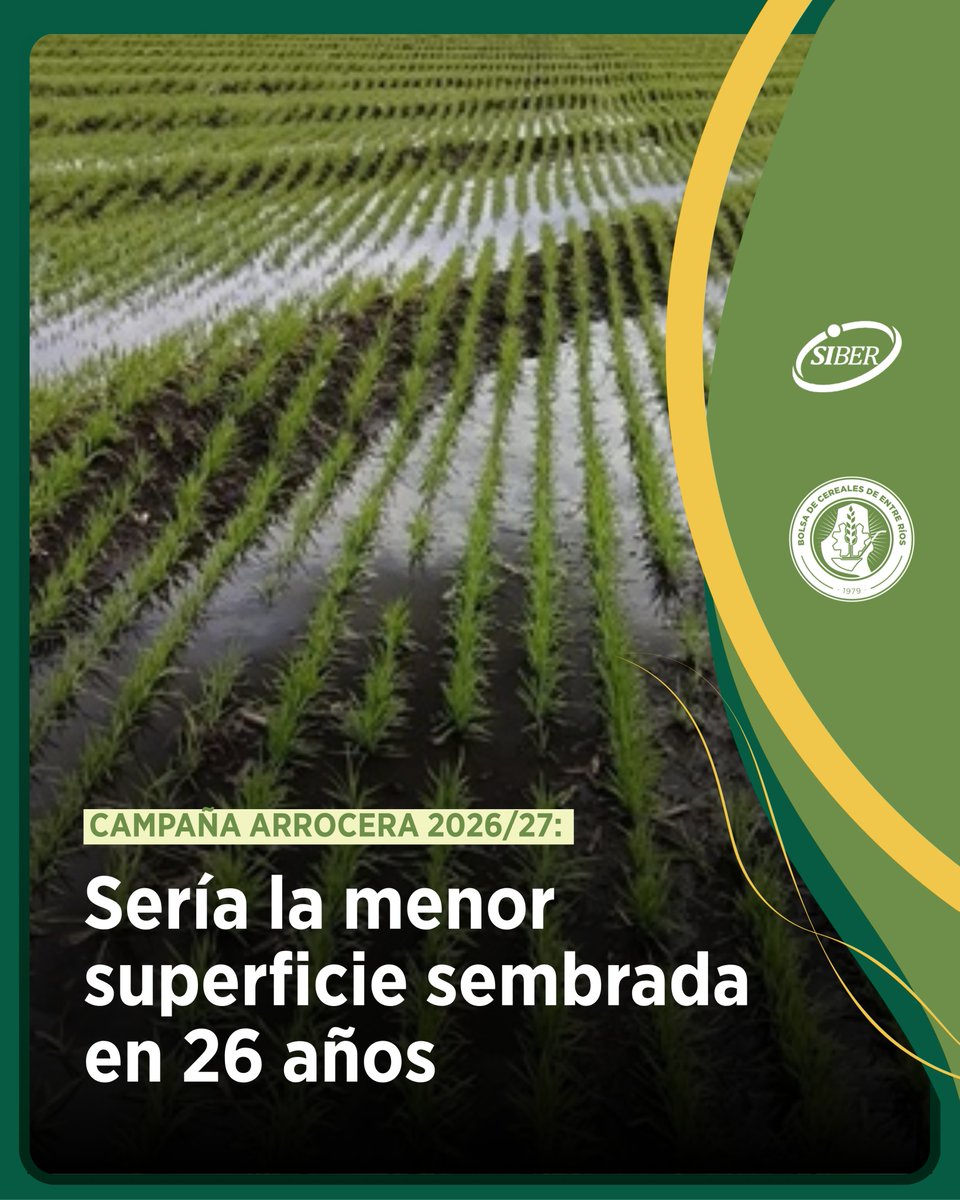 BolsaCer's tweet photo. Campaña arrocera 2026/27: sería la menor superficie sembrada en 26 años 🍚 Escenario de contracción de la superficie sembrada, impulsado principalmente por el incremento de los costos de producción y la falta de financiamiento para insumos estratégicos.

https://t.co/Y76NLZ5YvR https://t.co/PghyAe75YD