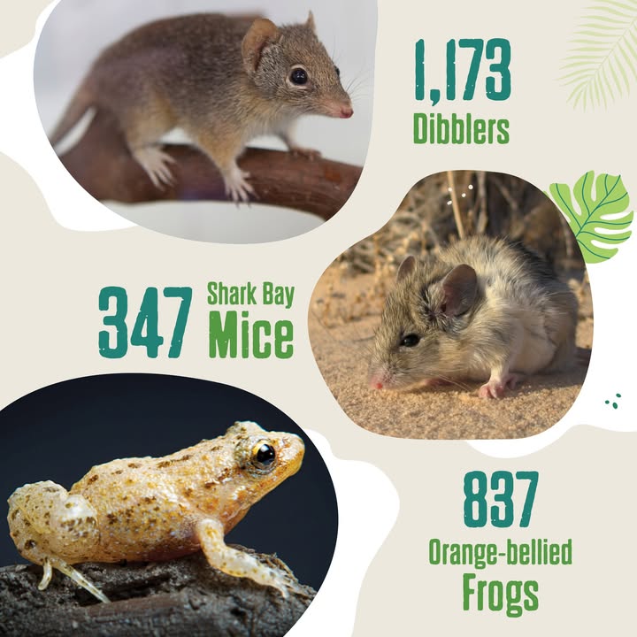 PerthZoo's tweet photo. How’s this for good news on World Environment Day 🎉 https://t.co/5Zro4vaIXI