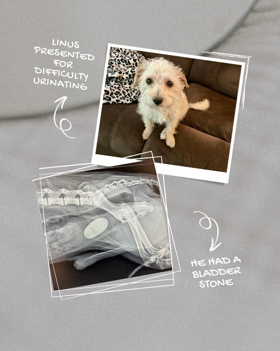 ManchacaVet's tweet photo. 🐾 Meet Linus! 🐾

Linus, an adorable miniature poodle, recently came to us because he was having difficulty urinating. After an examination and diagnostics, we discovered the culprit—a bladder stone.

Bladder stones are more common than many pet owners realize. They develop... https://t.co/gAnxPzMbej