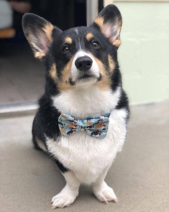 Butterfly12T's tweet photo. ♡ Corgi is love ♡ Corgi is good ♡ Corgi is everything ♡  ʕ•́ᴥ•̀ʔっ https://t.co/V3lH9ULK1U