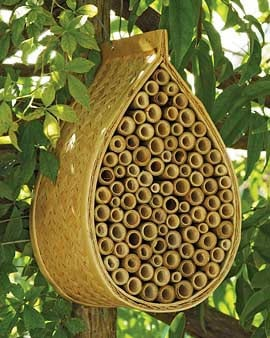 NNavlis23085's tweet photo. @HarmeetKDhillon Honey bees are great, but if we are talking pollination, Mason bees rule. Make a Mason bee house for them on your property. It's very rare for them to sting anything too. https://t.co/fJxPtrxFXR