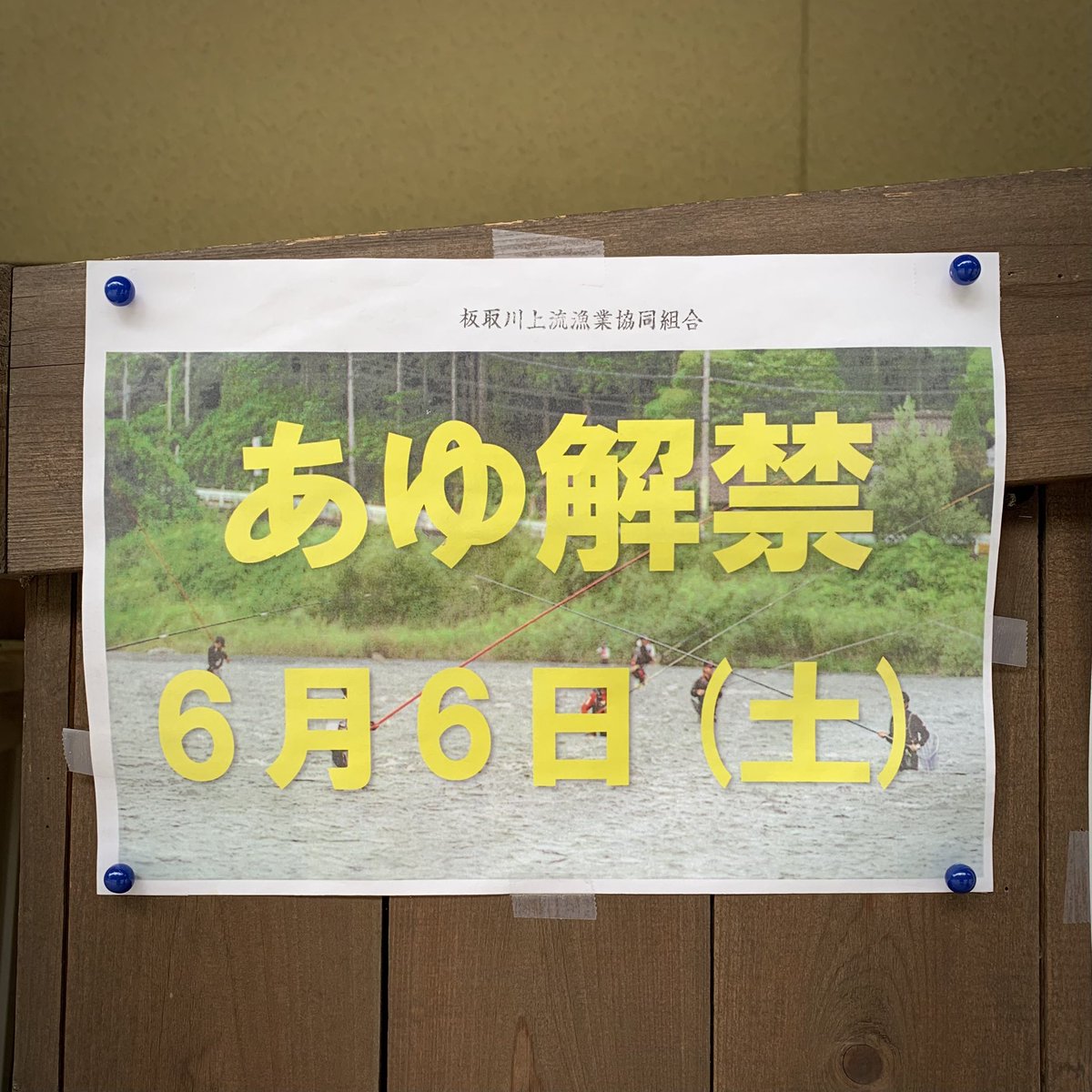 2593cafe's tweet photo. えッ！明日やん！
板取川の鮎釣解禁！
ずば抜けたコバルトブルーの板取川。そこに棲む優美な鮎達。それらと対峙するだけで、心が自然と洗われますよね。となると自然肉体も健康になり、精神はグンと若返ります。何と素敵な釣だこと♪
日釣券(3千円)・年釣券(15千円)、弊店でも販売中！
☕️珈琲 似兒草☕️ https://t.co/IGJxcI3NQo