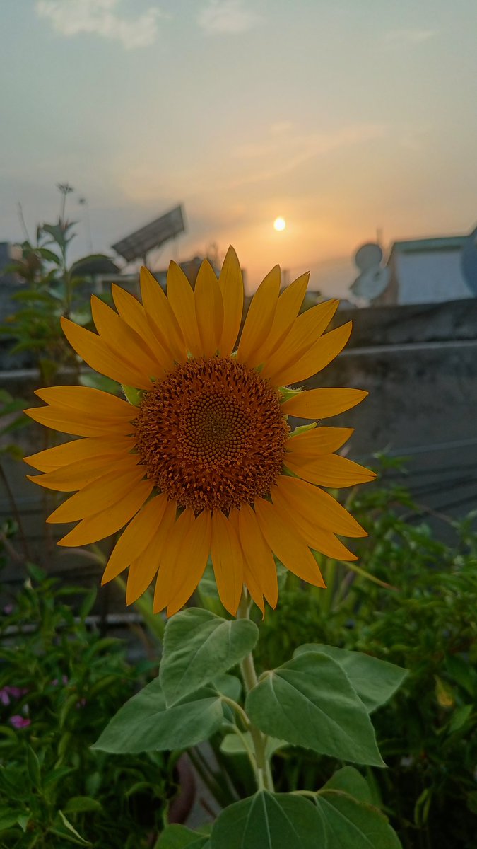 Manisha15540844's tweet photo. Sunshine https://t.co/Ebtw1ChyZP
