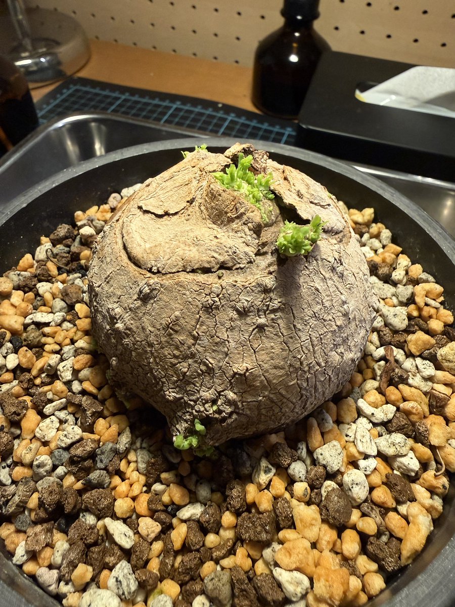 FrogBotanical's tweet photo. 去年は上から2本ぐらい茎が伸びたけど、今年はすごい事になりそうな予感 https://t.co/uCtqn0D5Ye