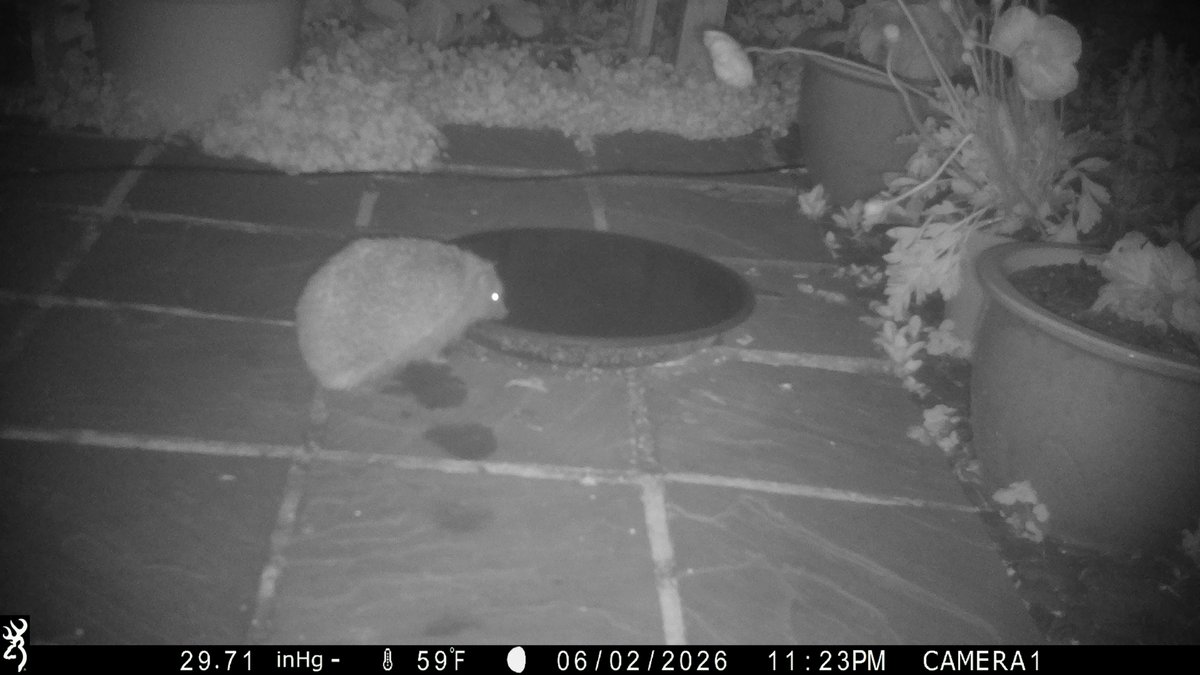 PumpkinDavid's tweet photo. Hedgehogs recorded in the garden this week. https://t.co/Vg2VepBlDw