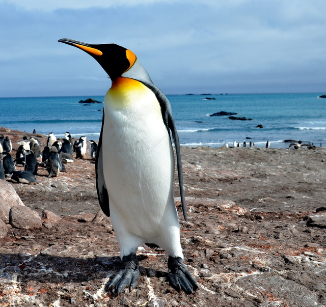 brasil_aves's tweet photo. 🇧🇷Pinguim-rei
🌎Aptenodytes patagonicus
Conservação: Pouco Preocupante

O pinguim-rei é uma ave sphenisciforme da família Spheniscidae. https://t.co/lgN9OqI7xf