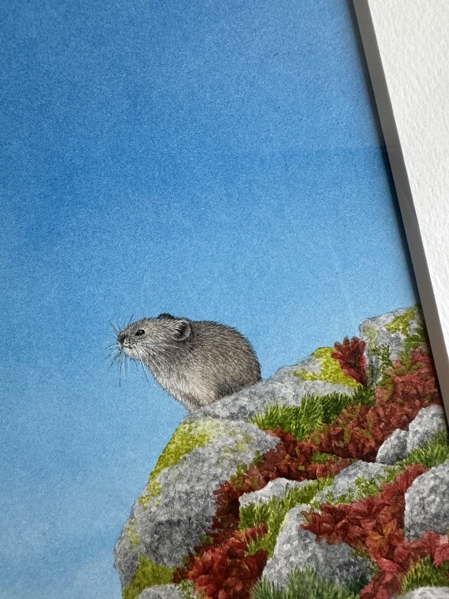 njet2_'s tweet photo. 9月上旬チングルマの綿毛が風になびき、ウラシマツツジが紅葉しはじめ、高山ではもう秋の様相。2月ぶりの快晴の日に初めての北海道の登山で幸運にもナキウサギに出会い、黒岳山頂から広大なカルデラの向こうに大雪山の山々を一望し、最高の景色を目にすることができました。 https://t.co/0Sm8470mKF