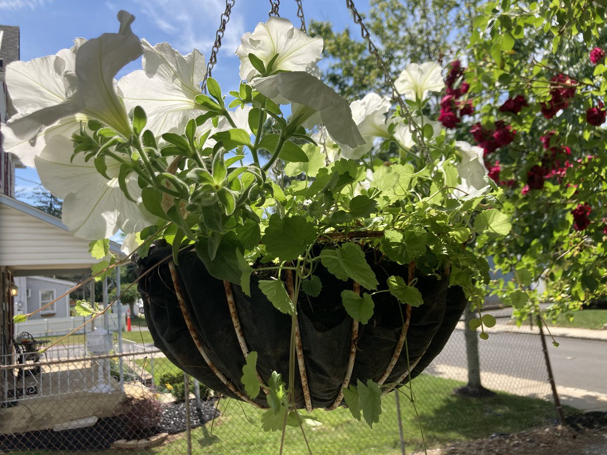 DoctorM's tweet photo. All around the estate today: 

Miniature roses 🌹 
Impatiens 
Wave Petunias and red #roses 
Patio Tomatoes 🍅 and Marigolds

We also have potted basil and a Boston Fern 🪴

#gardenersworld 
#gardening
#gardenstate https://t.co/QARJUYYiTZ