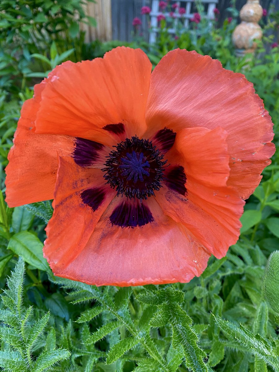 monarchfrey's tweet photo. Happy poppy Friday! ❤️☺️ My sis has the most beautiful huge poppies!!! Happiness in petals! #flower #garden https://t.co/4XVUtSnmoe