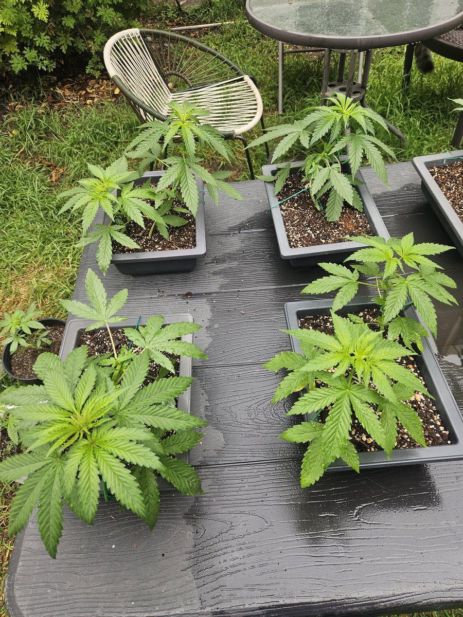 Nichigrower's tweet photo. Las amarré para que no se escapen 🧵🐕

Cannabonsais 2026 en proceso.

#ArteVivo #CultivaLoTuyo https://t.co/5Xlek287hB