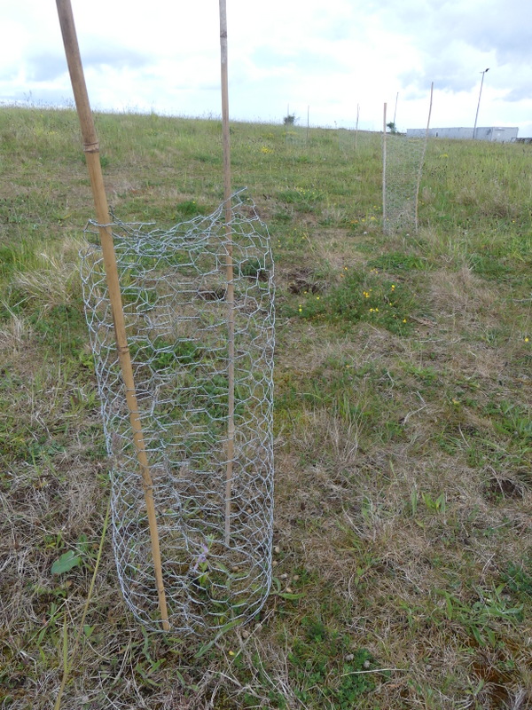 hoggestateserv2's tweet photo. Been protecting bee orchids from rabbit grazing . The plant is rare in the county and this is an establishing new site  for them https://t.co/uZGlHaZ3lq