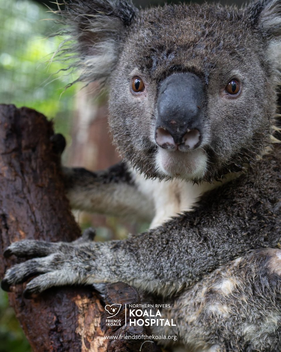 Friends_Koala's tweet photo. Five year old Bunyip was spotted limping and admitted in May with a complex set of injuries, likely from a car hit. He has commenced treatment and our team are keeping a close eye on him. Hang in there Bunyip! 🐨 https://t.co/IzigSI6V5m