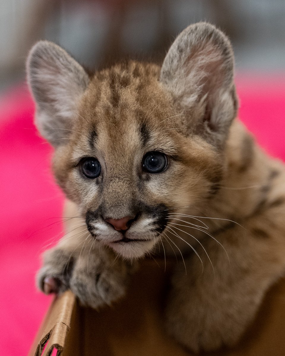 Centralflzoo's tweet photo. 📢 We are thrilled to announce the arrival of two young cougar cubs to the Central Florida Zoo &amp; Botanical Gardens! We are so excited to share more over the next few weeks, and introduce them to guests in the Zoo later this year! https://t.co/7cVeS8EfOg