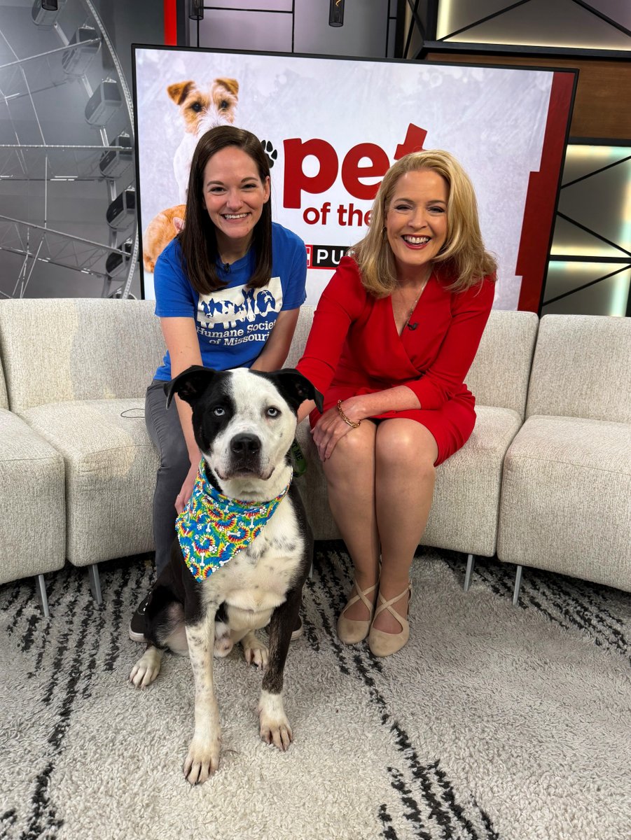 hsmo's tweet photo. Those baby blue eyes were made for TV! 🩵📺

Did you catch Ollie on @KMOV with @heathersullitv yesterday? This 5-year-old Pittie mix is ready to find a forever home!

Come meet this handsome TV star at our Macklind location today! 🐾 https://t.co/iB87Wm4aDm