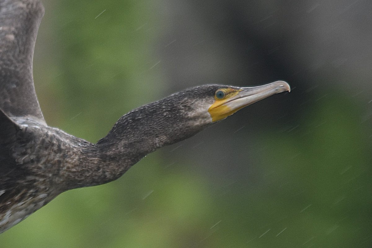 atgrims's tweet photo. I had to look up the 'dubble crested' on this dark young Great Cormorant of ss sinensis. A rare subspecies at Utsira. https://t.co/mwar13RA9b