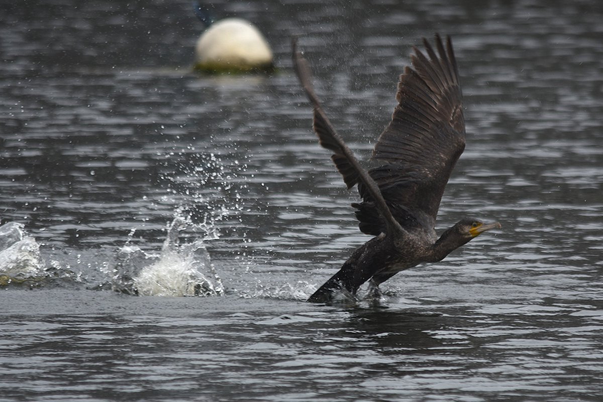atgrims's tweet photo. I had to look up the 'dubble crested' on this dark young Great Cormorant of ss sinensis. A rare subspecies at Utsira. https://t.co/mwar13RA9b