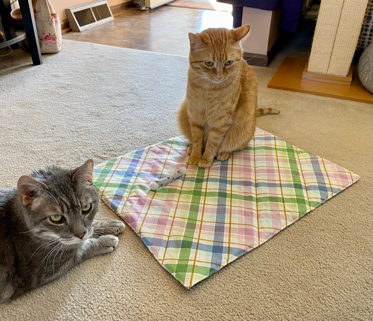 CatReal tweet picture