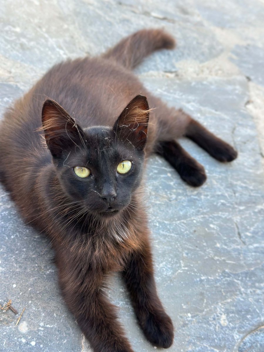 CatsofIraklia's tweet photo. Meet a friendly spayed female who lives by the port on this tiny Greek island where our kind volunteer and nurse Kia cares for the Aegean #Cats 
You can help the #cats on Iraklia by making a small donation to fund vital medicines, neutering and food. Purr!
https://t.co/eBupPyhtpP https://t.co/dOoWcITsHW